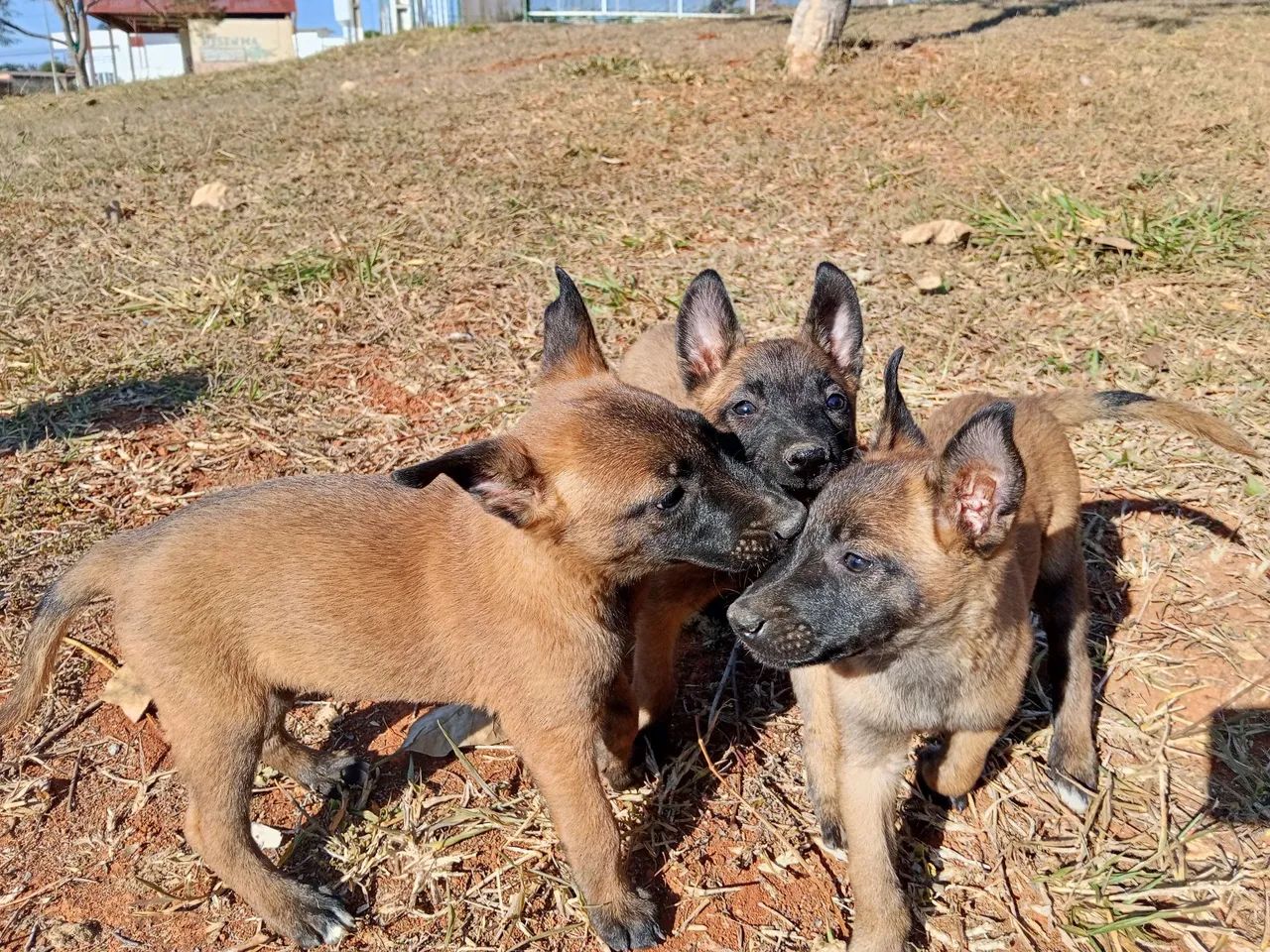 Pastor Malinoa  - Foto 2