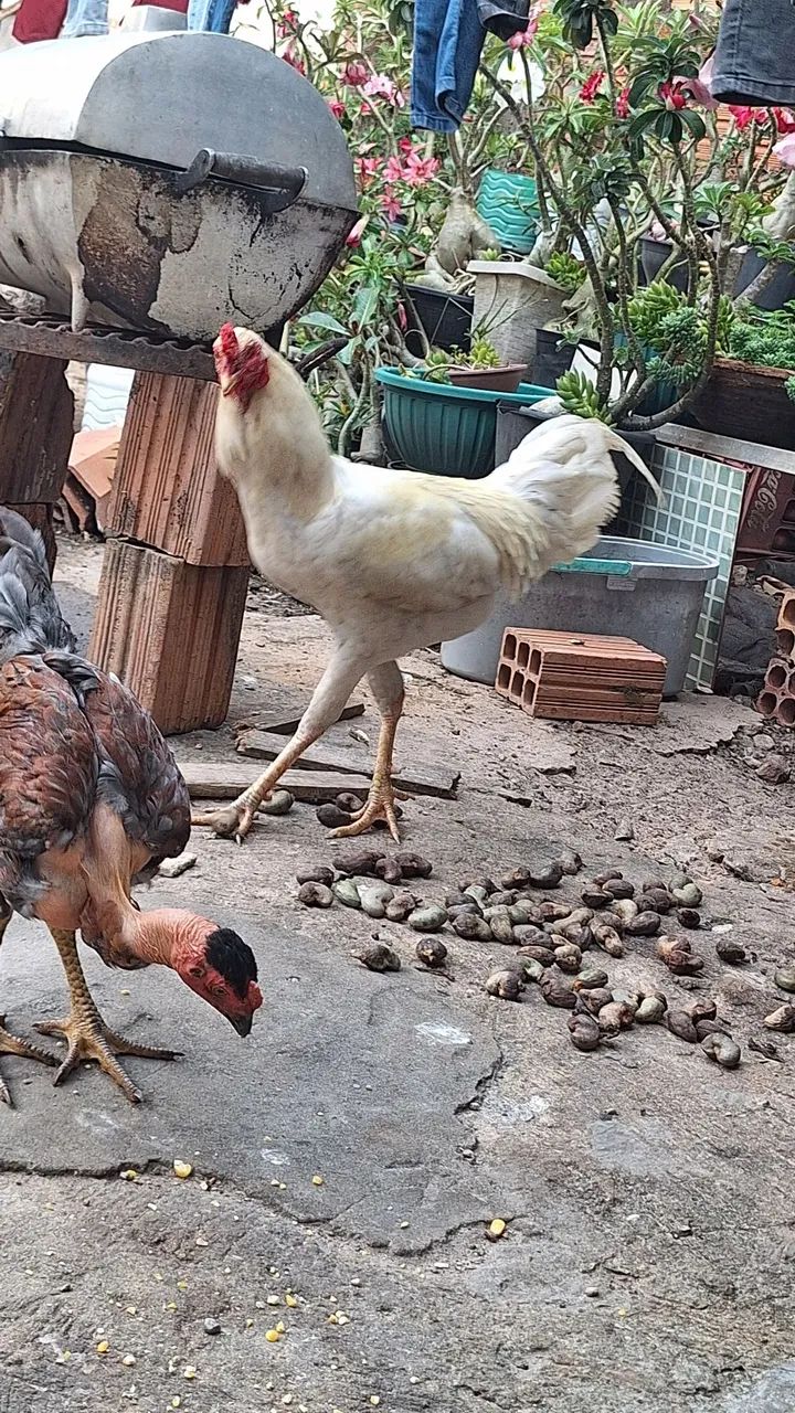 frango   50 reais  - Foto 4