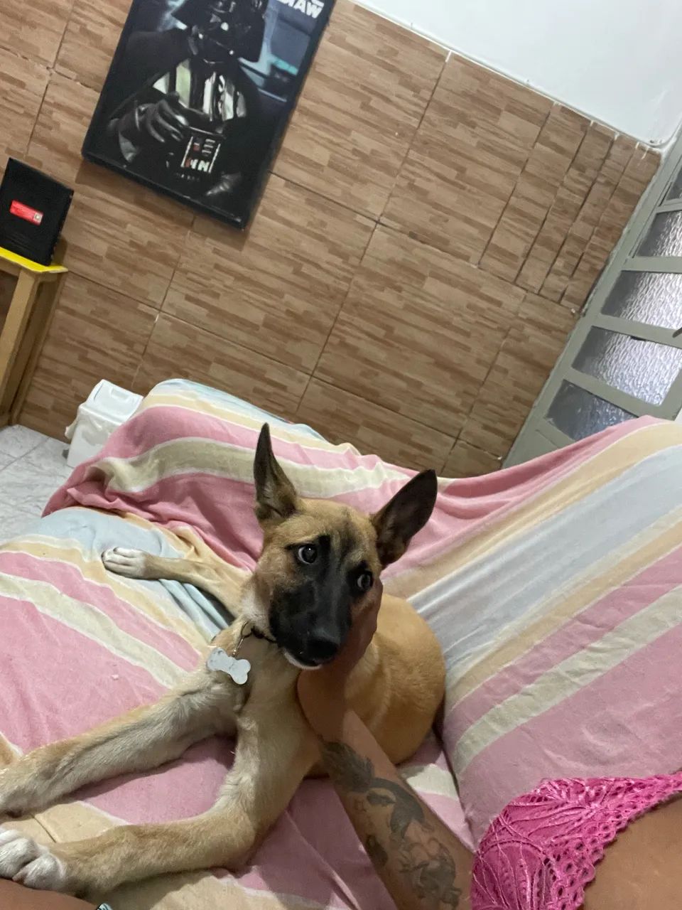 Adoção responsável  - Foto 2
