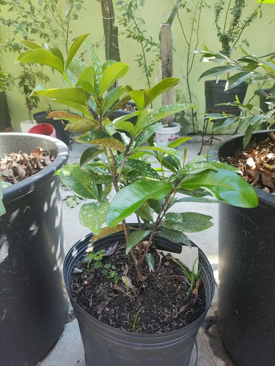 Muda frutífera de grumixama  - Foto 2