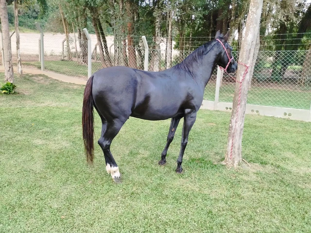 Cavalo Mangalarga Marchador registrado  - Foto 4