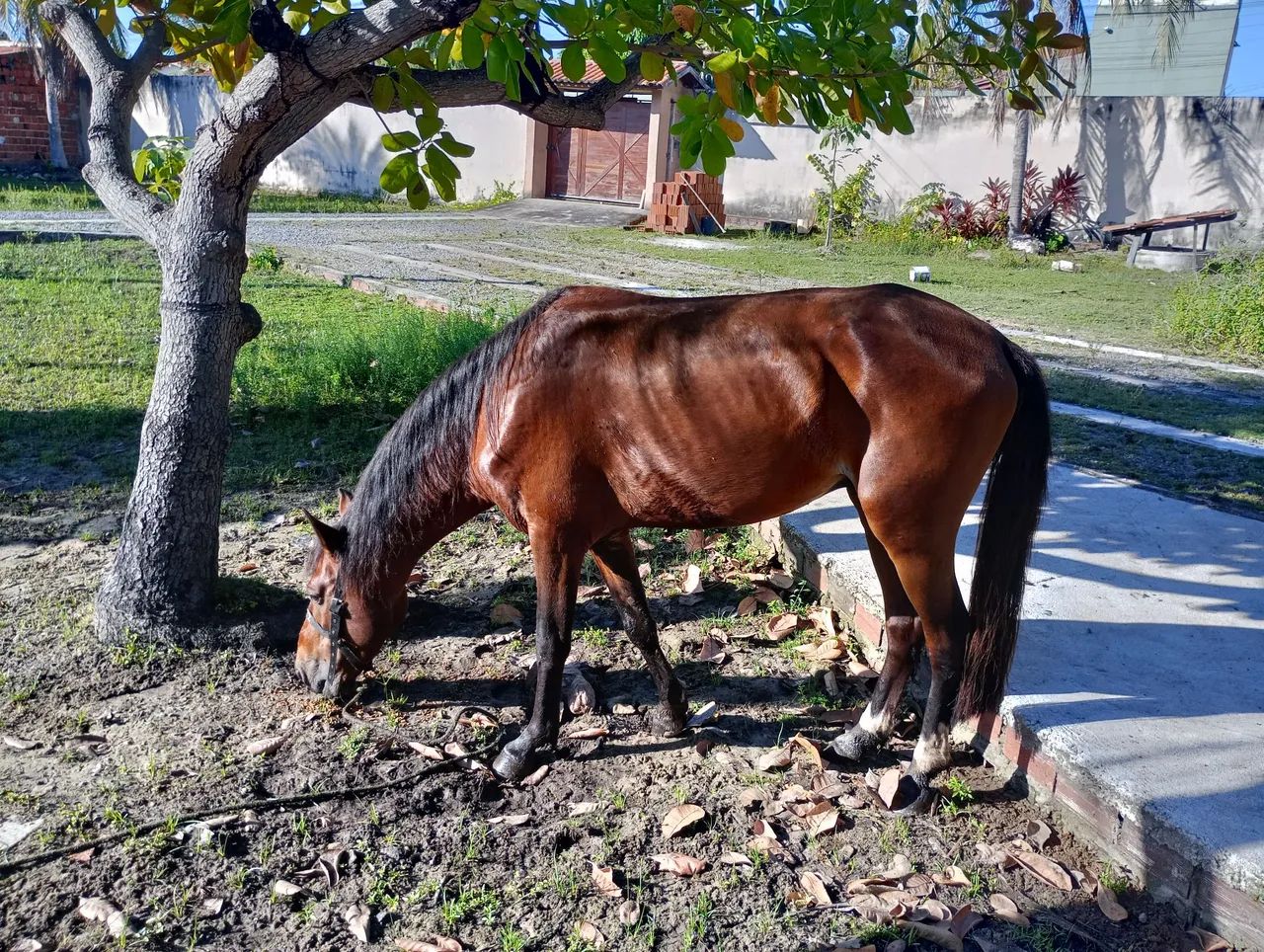 Vendo cavalo - Foto 5