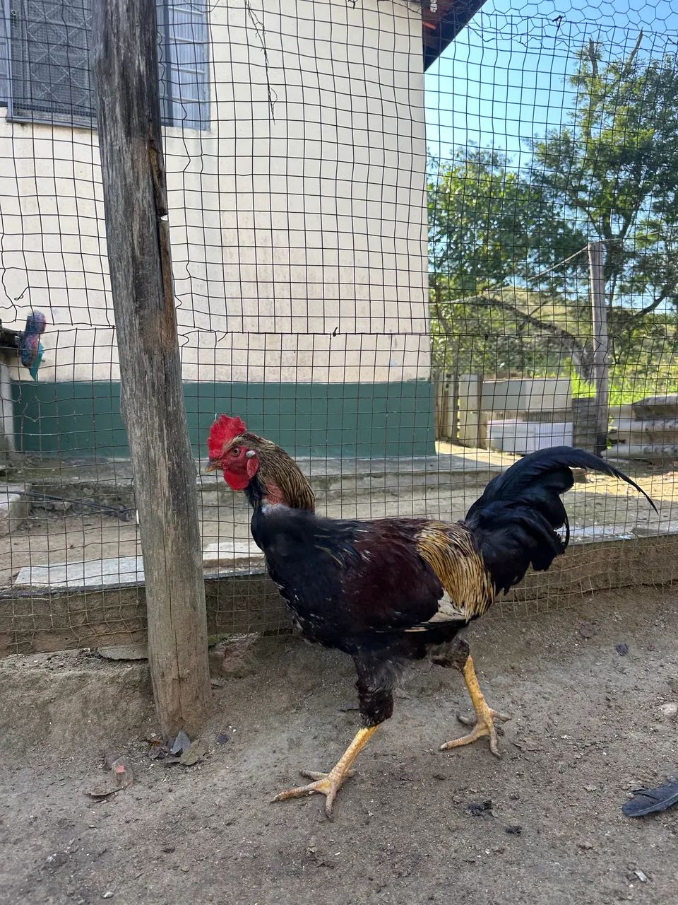 Frango caipira  - Foto 2