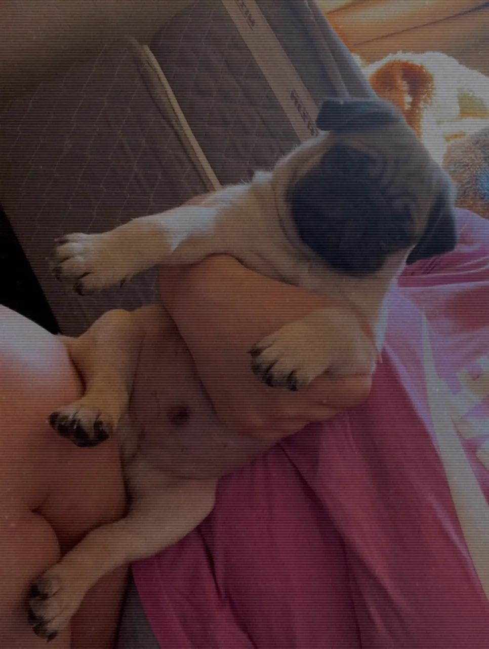 Cachorro raça pug