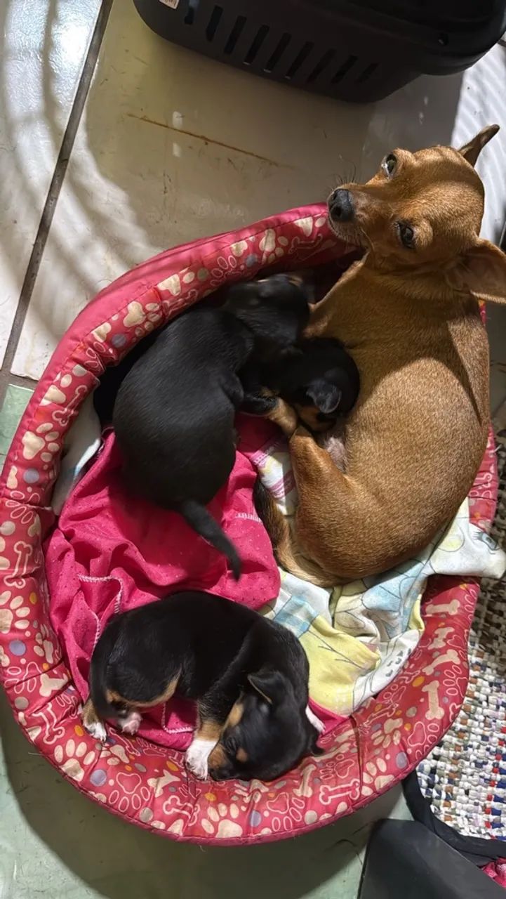 Pinscher  - Foto 2