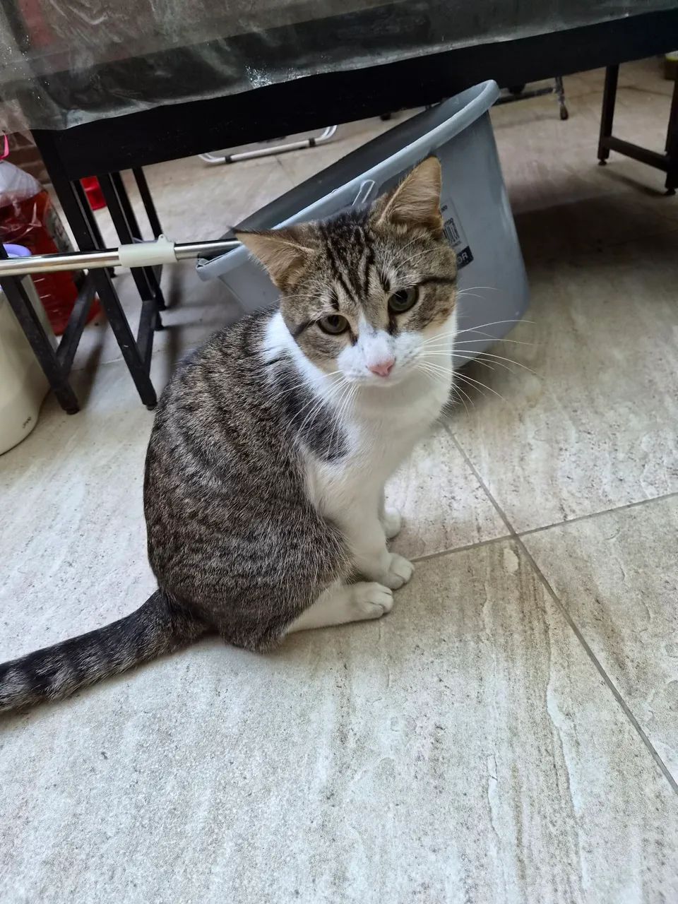 Gato para adoção  - Foto 3