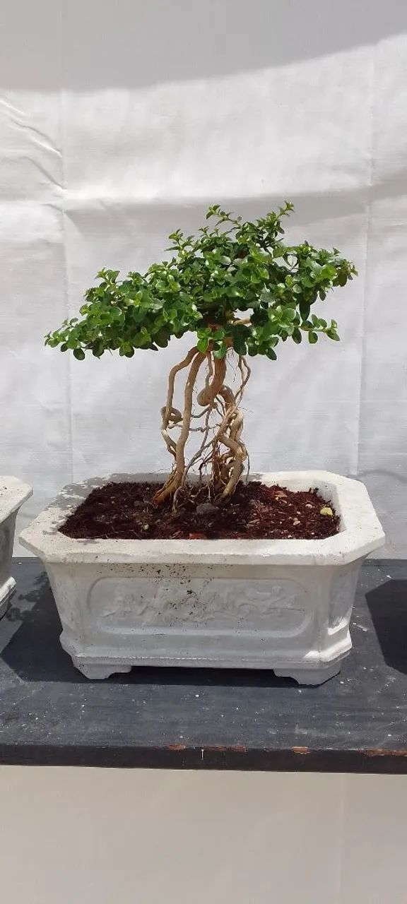 Bonsai - Foto 2