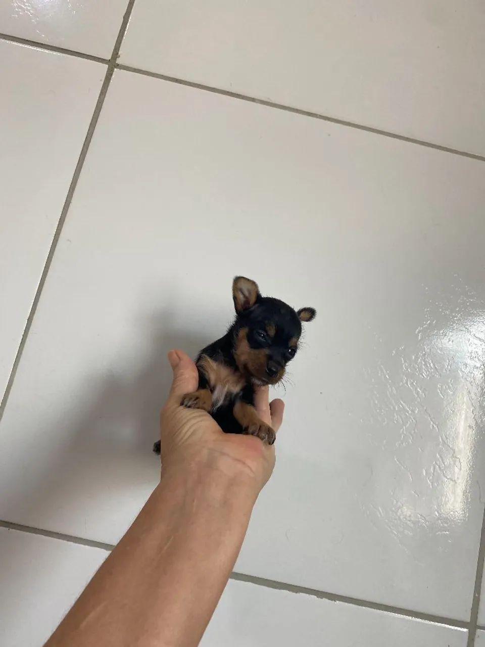 Pinscher zero  - Foto 4
