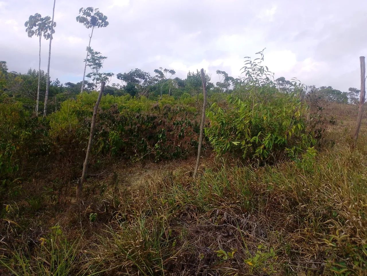 Sitio em flexeiras 6 km fora do asfalto * - Foto 3