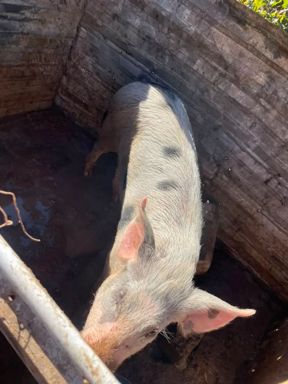 Vender  barron 9 meses  - Foto 4