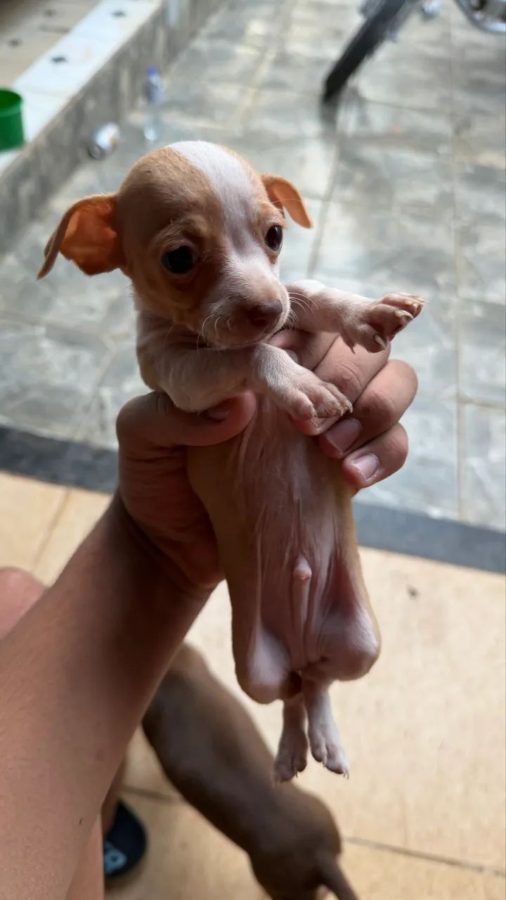 Pinscher 1 macho 