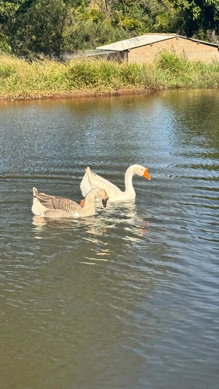 Casal de ganso  - Foto 4