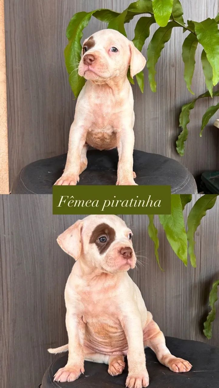 Pitmonster - Foto 3