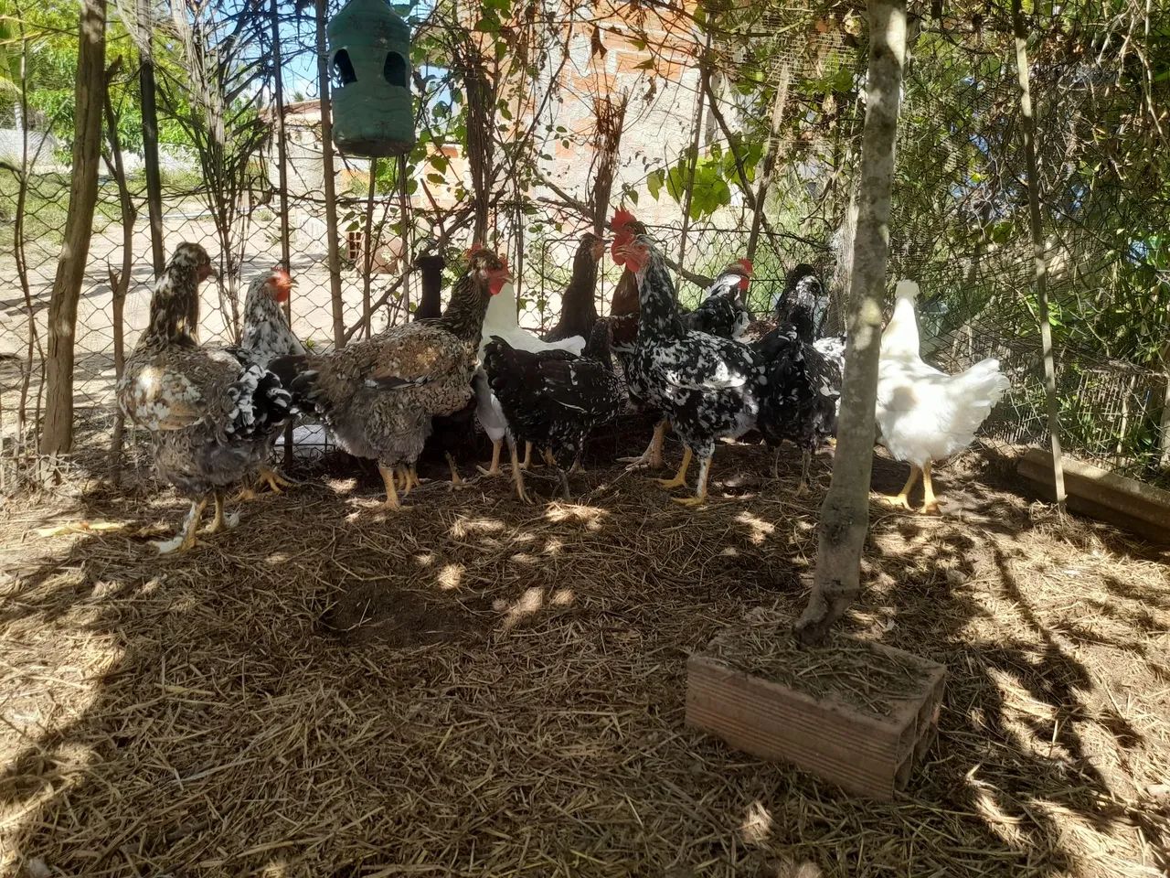 Ovos férteis galinha Balão 