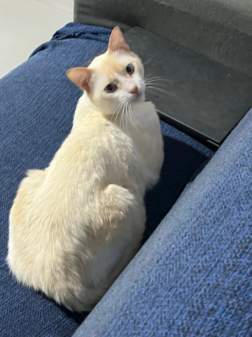 Adote gato lindo dos olhos azuis, grande e saudável  - Foto 3