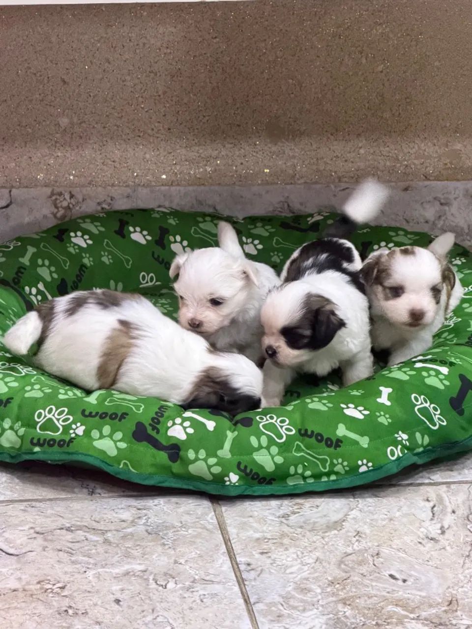 Lhasa Apso  - Foto 2