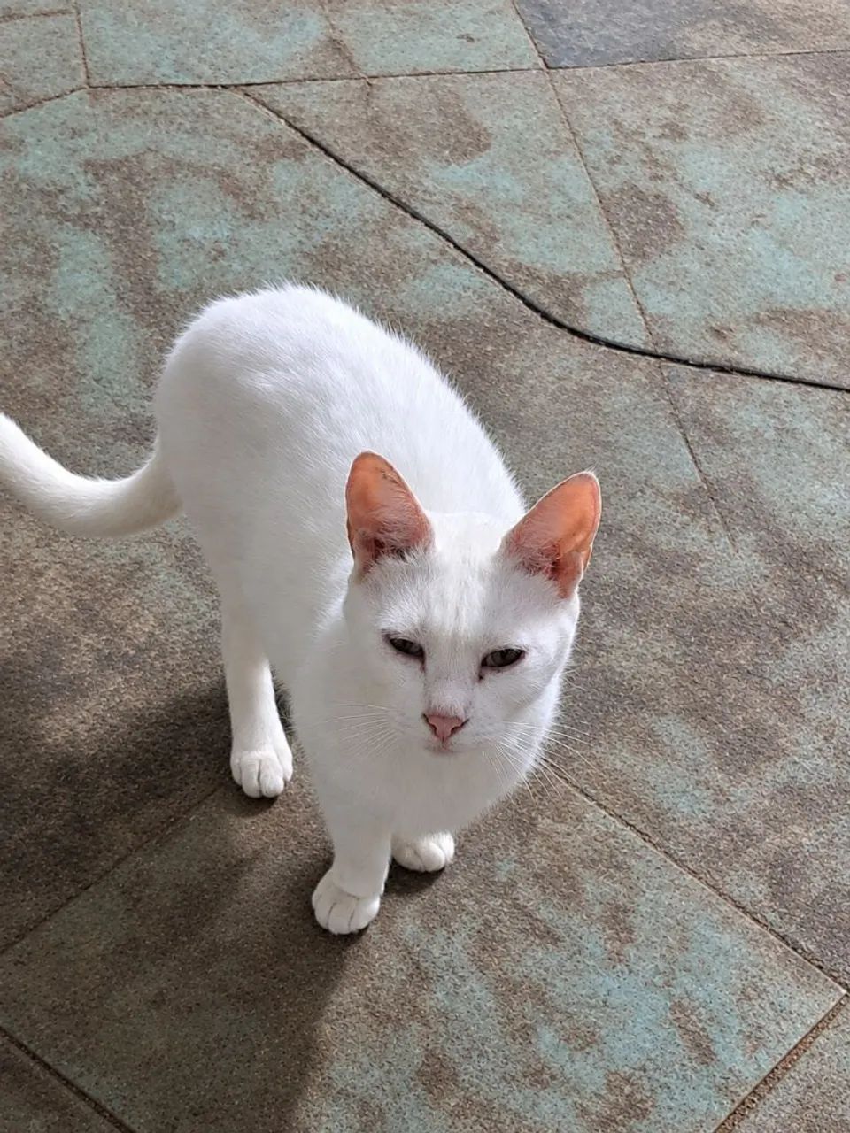 Doação gatos