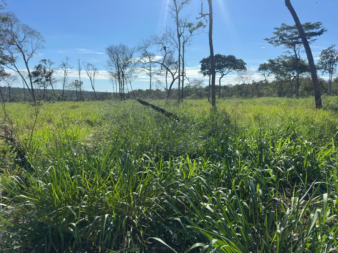 Terra em área rural Vilhena  - Foto 4