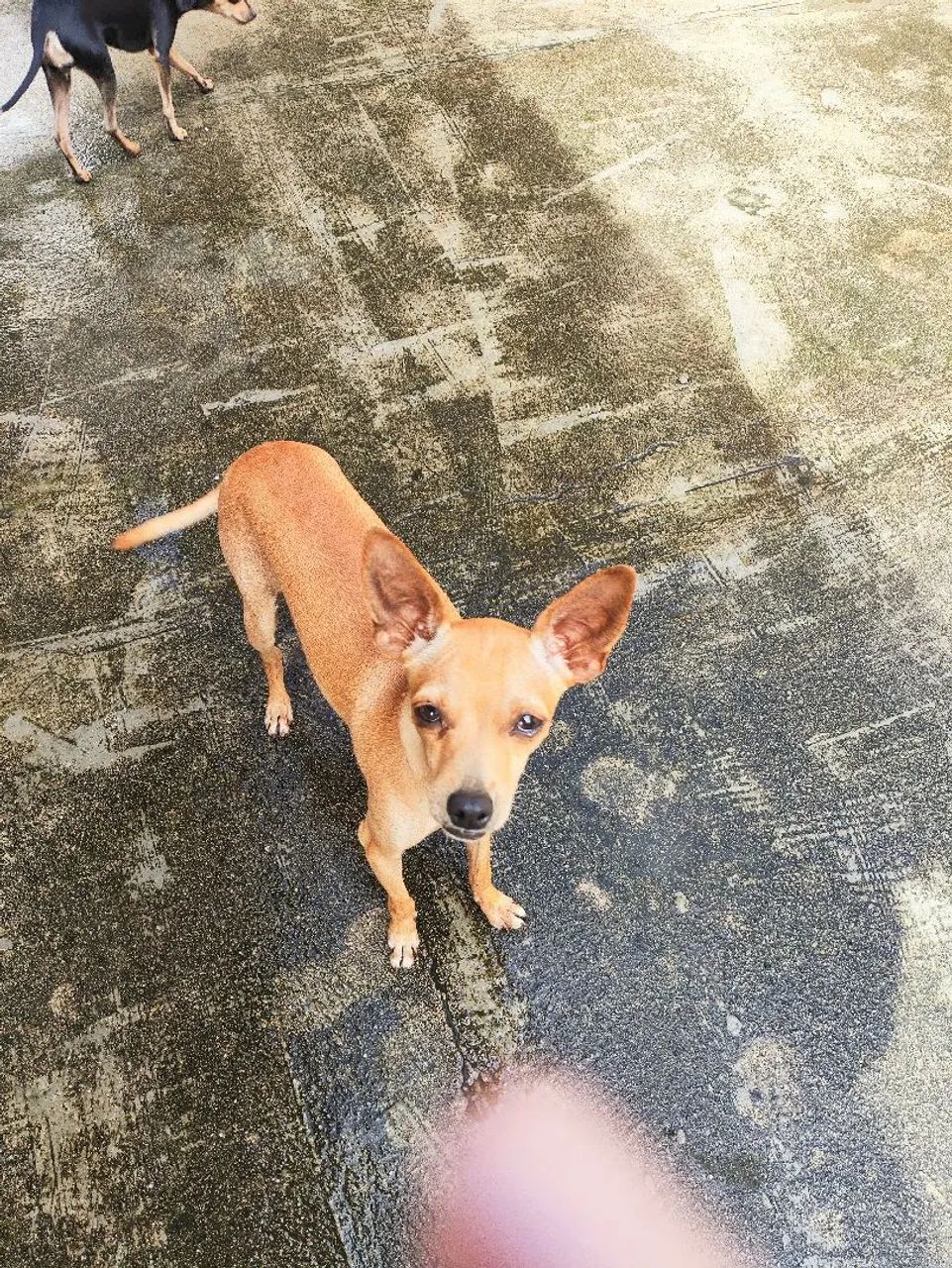 Pinscher 1 - Foto 3