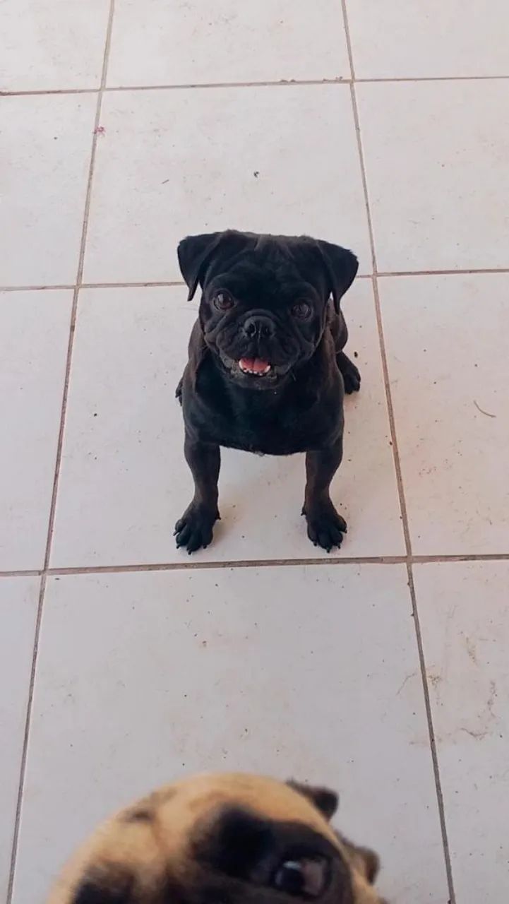Pug 