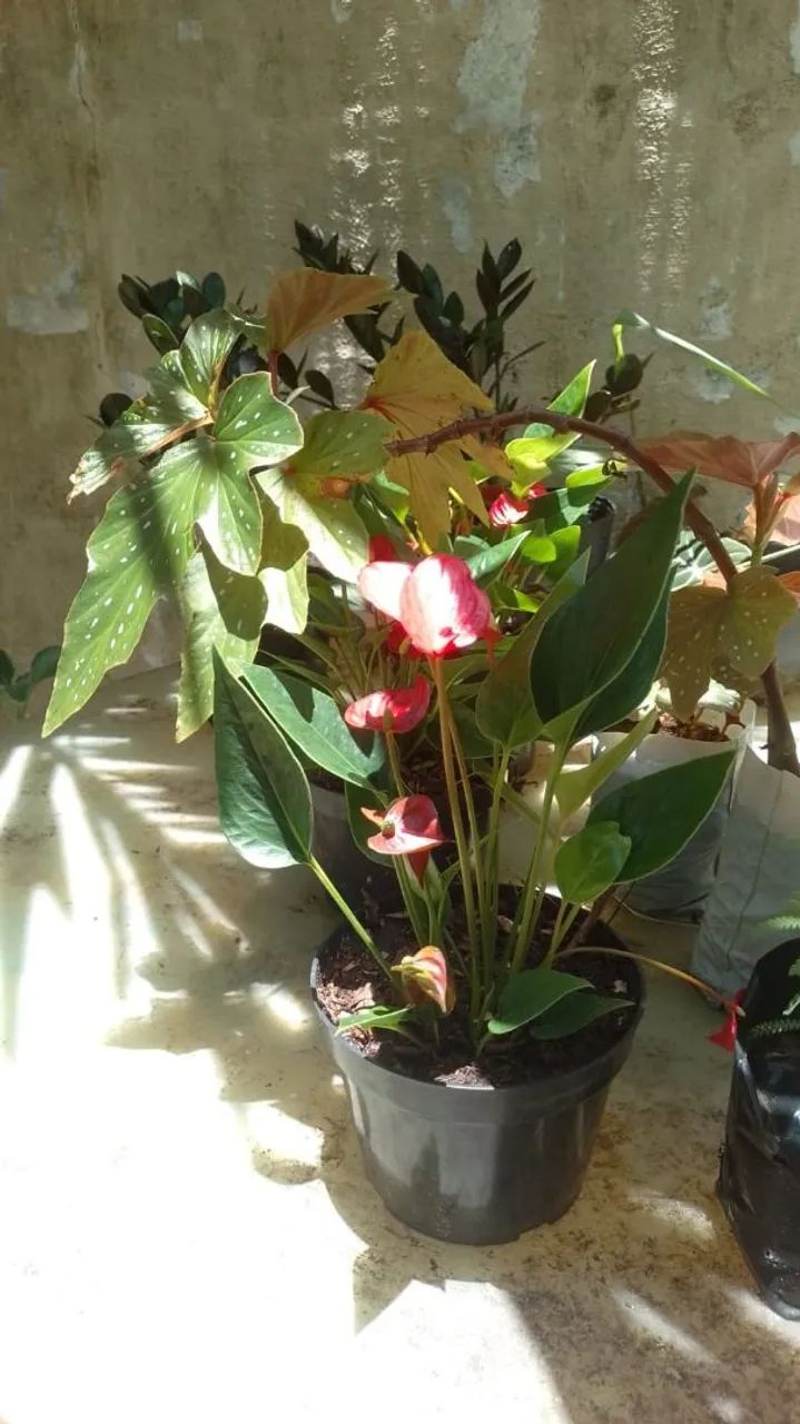 Plantas e C&A - Foto 4
