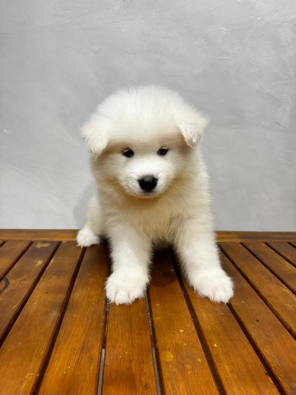 Akita com 55 dias vermifugado e vacinado 