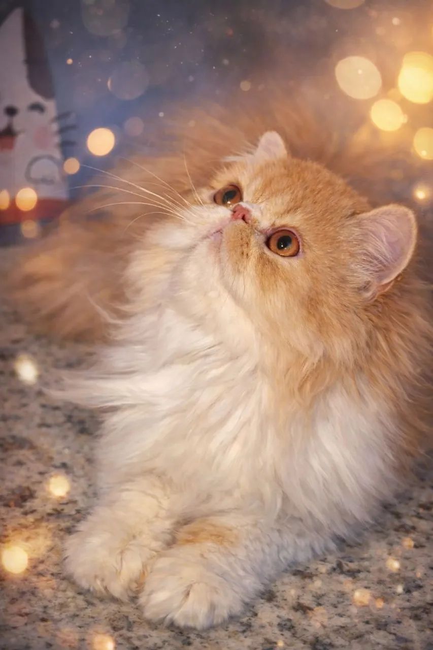 Gato Persa e Exótico  - Foto 6