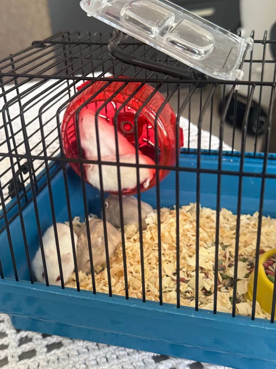 Filhote de Hamster Ana Russo