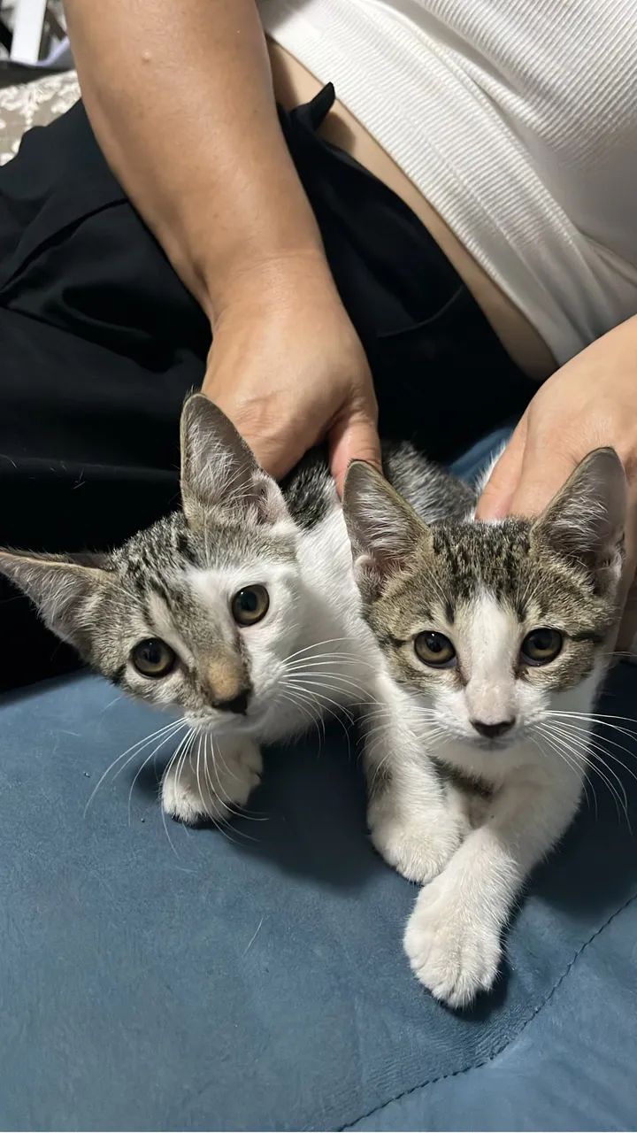 Gatos para doação