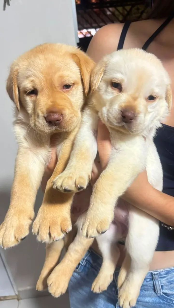 Filhote Labrador  - Foto 3