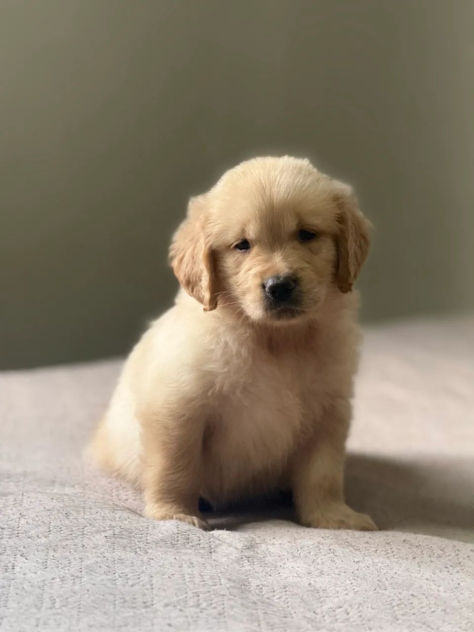 GOLDEN RETRIEVER  - Foto 5