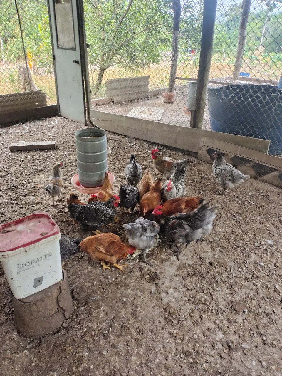 Vendo galinha pedrex e capirão  - Foto 2