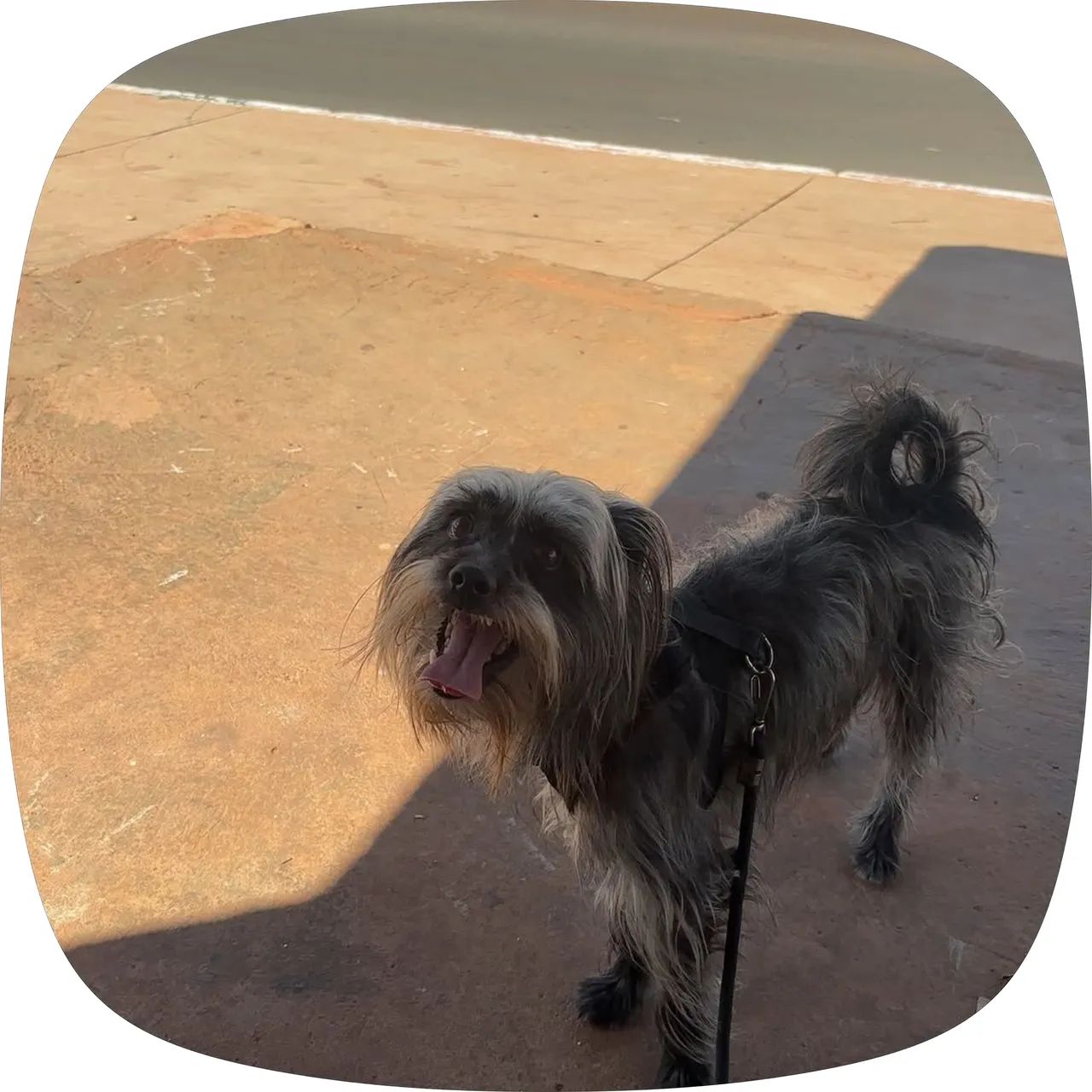 Procuro esse cachorro 