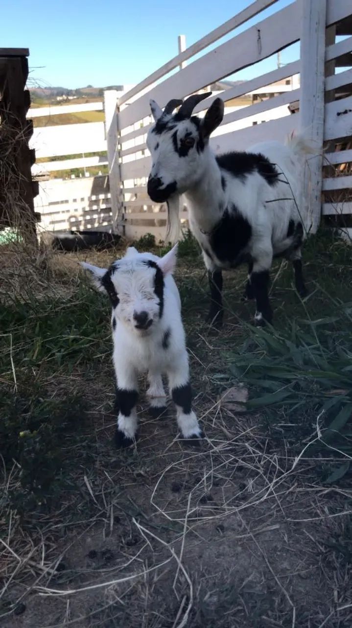 Mini Cabritinhos para venda - Foto 2