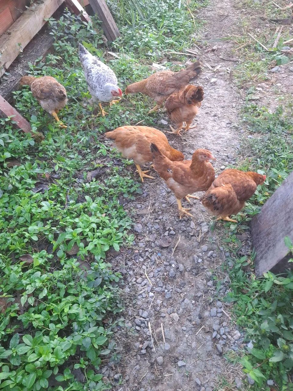 Frango caipira pesadao - Foto 3