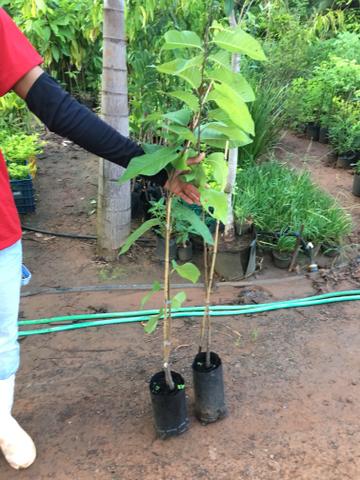 Lixia, rambutan, pinha atemoia thompson todas Enxertadas - Foto 4