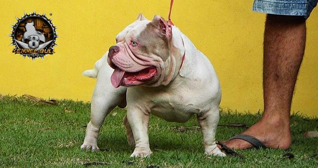 American bully FILHOTES DELE DIPONIVEL