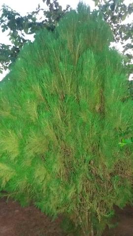 Vende se um pinheiro perfeito para enfeitar para o natal - Foto 2