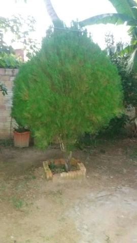 Vende se um pinheiro perfeito para enfeitar para o natal - Foto 3
