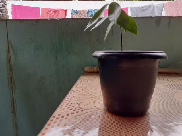 Muda de copaiba
