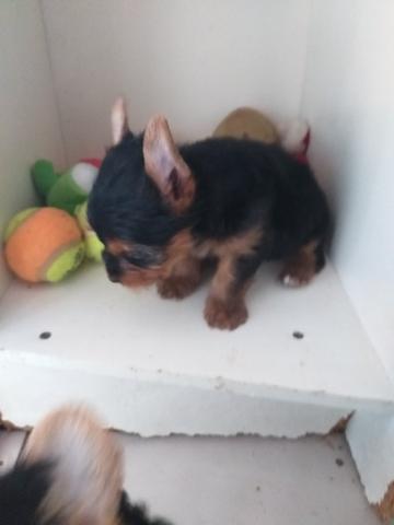 Cães - Foto 6