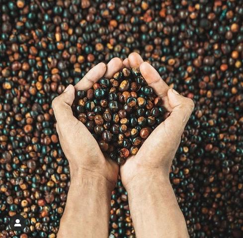 Guaraná de Maués em pó - Foto 2