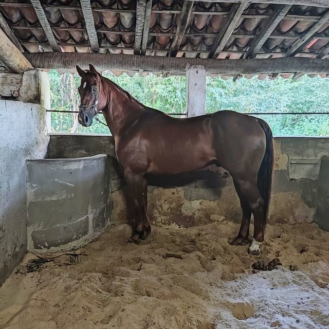 Cavalo Quarto de milha 