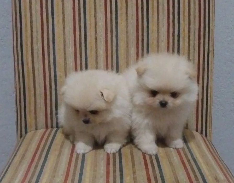 Spitz Alemão LEIA A DESCRIÇÃO 