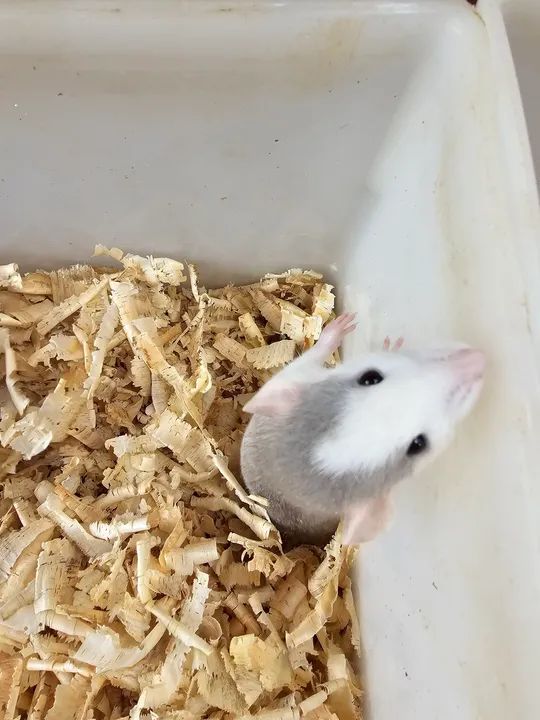 Ratos twister mercol companhia ou alimentação  - Foto 4