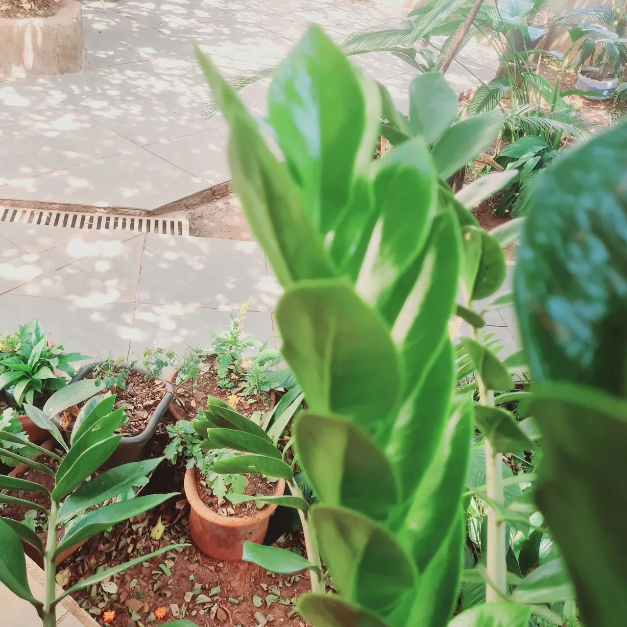 Planta ZZ - Zamioculcas zamiifolia - Para decoração de sua casa - Foto 2
