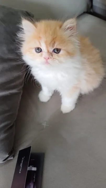 Persa branco e laranja