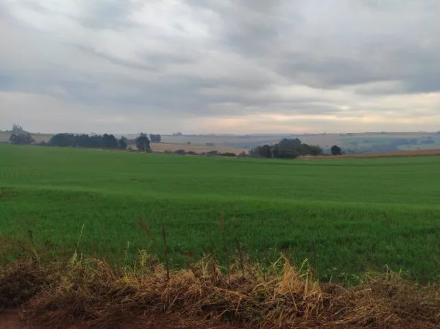 Chácara em Cascavel com valor promocional - Foto 3