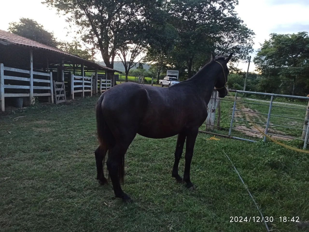 Potro Mangalarga Marchador