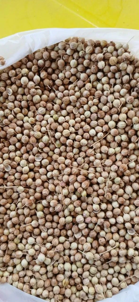 Sementes a granel / Atacado Coentro, Marcela ou Caro Santo  - Foto 2